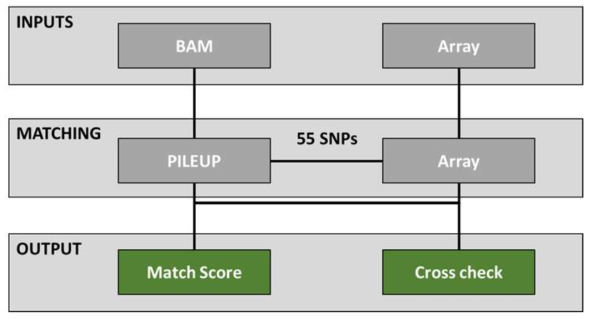 NGS로부터 얻은 BAM과 SNP Array결과를 사용하여 55개의 선별된 단일염기다형성 (SNP)내 단상형 (haplotype)의 패턴을 비교하는 pipeline