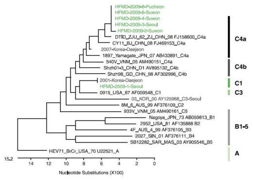 2009년 한국에서 유행했던 엔테로바이러스 71의 VP1 유전자에 기초한 계통발생학적 분석도 (질병관리본부 주간건강과 질병)