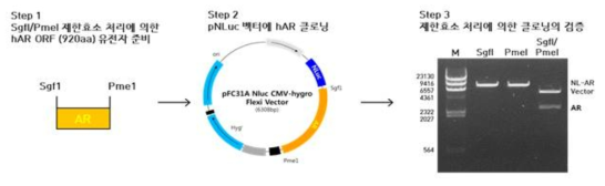 AR의 N-말단에 NLuc 유전자가 융합된 NanoBRET 벡터 제작 및 제한효소 처리를 통한 검증