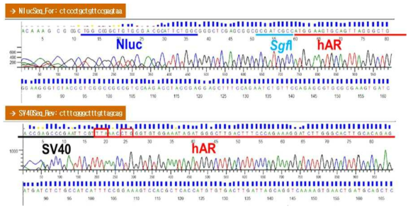 AR의 N-말단에 NLuc 유전자가 융합된 NanoBRET 벡터의 염기서열 확인