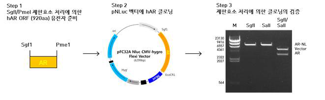 AR의 C-말단에 NLuc 유전자가 융합된 NanoBRET 벡터 제작 및 제한효소 처리를 통한 검증