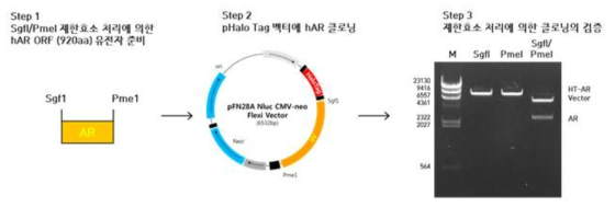 AR의 N-말단에 HaloTag 유전자가 융합된 NanoBRET 벡터 제작 및 제한효소 처리를 통한 검증