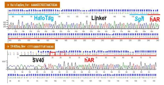 AR의 N-말단에 HaloTag 유전자가 융합된 NanoBRET 벡터의 염기서열 확인