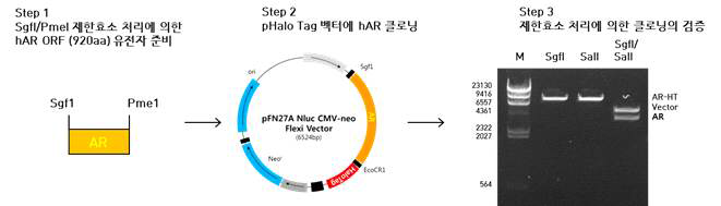 AR의 C-말단에 HaloTag 유전자가 융합된 NanoBRET 벡터 제작 및 제한효소 처리를 통한 검증