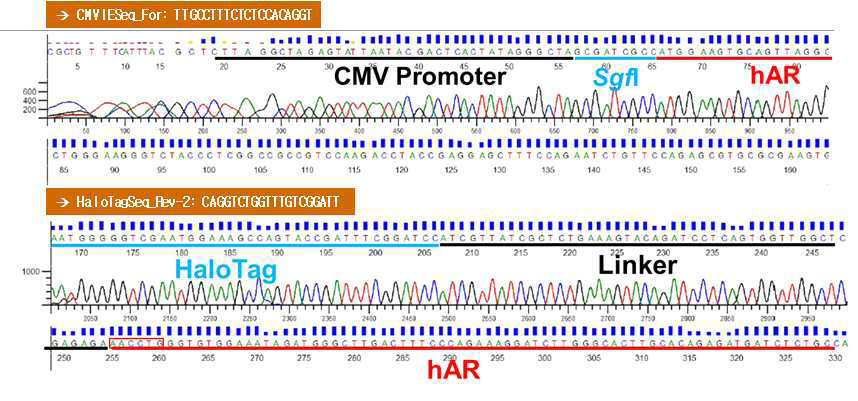 AR의 C-말단에 HaloTag 유전자가 융합된 NanoBRET 벡터의 염기서열 확인
