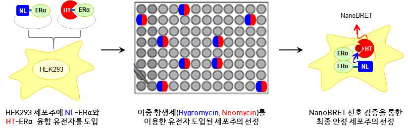 ERα-NanoBRET 융합 벡터 영구 삽입 stable cell line 구축 과정