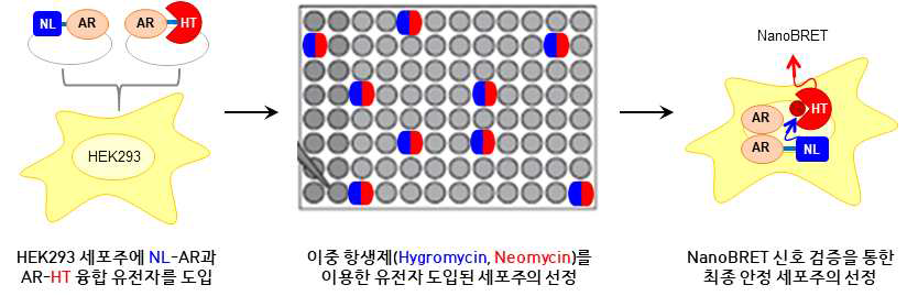 AR-NanoBRET 융합 벡터 영구 삽입 stable cell line 구축 과정