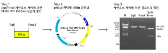 ERα의 N-말단에 NLuc 유전자가 융합된 NanoBRET 벡터 제작 및 제한효소 처리를 통한 검증