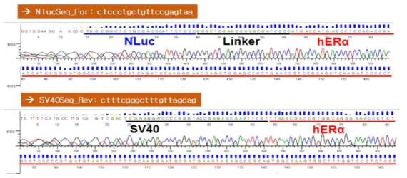 ERα의 N-말단에 NLuc 유전자가 융합된 NanoBRET 벡터의 염기서열 확인