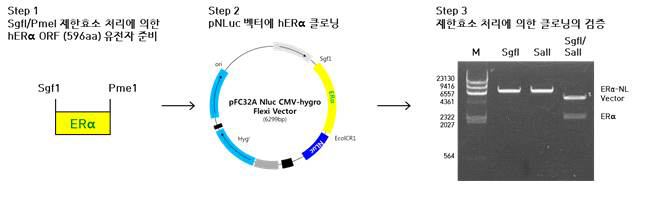 ERα의 C-말단에 NLuc 유전자가 융합된 NanoBRET 벡터 제작 및 제한효소 처리를 통한 검증