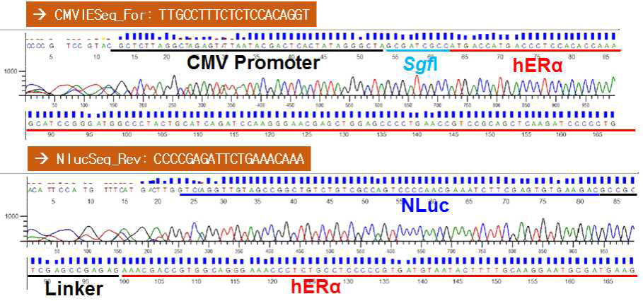 ERα의 C-말단에 NLuc 유전자가 융합된 NanoBRET 벡터의 염기서열 확인