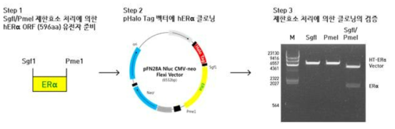 ERα의 N-말단에 HaloTag 유전자가 융합된 NanoBRET 벡터 제작 및 제한효소 처리를 통한 검증