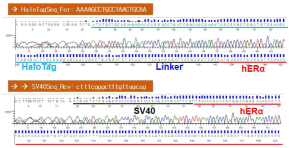 ERα의 N-말단에 HaloTag 유전자가 융합된 NanoBRET 벡터의 염기서열 확인