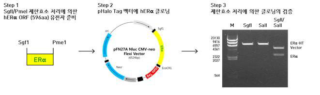 ERα의 C-말단에 HaloTag 유전자가 융합된 NanoBRET 벡터 제작 및 제한효소 처리를 통한 검증