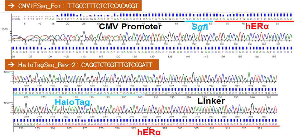 ERα의 C-말단에 HaloTag 유전자가 융합된 NanoBRET 벡터의 염기서열 확인