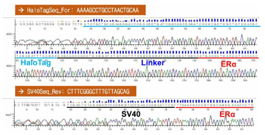 hERα의 N-말단에 HT 유전자가 융합된 NanoBRET 벡터의 염기서열 검정