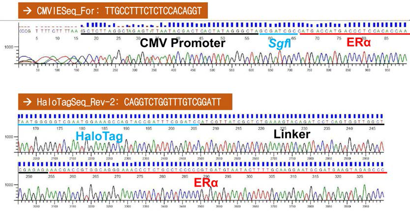 hERα의 C-말단에 HT 유전자가 융합된 NanoBRET 벡터의 염기서열 검정