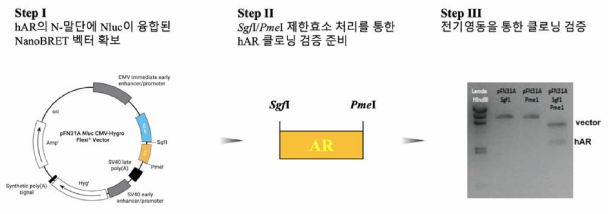 hAR의 N-말단에 NLuc 유전자가 융합된 NanoBRET 벡터의 제한효소 처리를 통한 검증