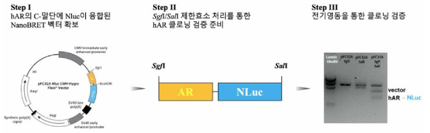 hAR의 C-말단에 NLuc 유전자가 융합된 NanoBRET 벡터의 제한효소 처리를 통한 검증