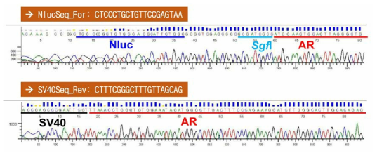 hAR의 N-말단에 NLuc 유전자가 융합된 NanoBRET 벡터의 염기서열 검정