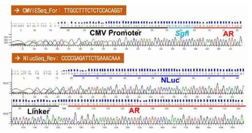 hAR의 C-말단에 NLuc 유전자가 융합된 NanoBRET 벡터의 염기서열 검정