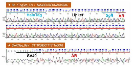 hAR의 N-말단에 HT 유전자가 융합된 NanoBRET 벡터의 염기서열 검정