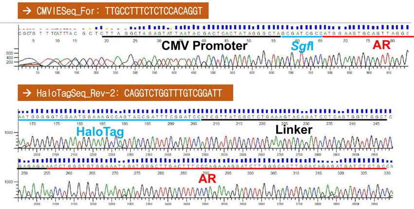 hAR의 C-말단에 HT 유전자가 융합된 NanoBRET 벡터의 염기서열 검정