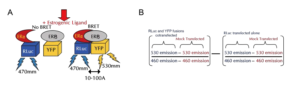 공여자 RlLuc와 수여자 YFP 융합단백질을 이용한 BRET 측정 원리