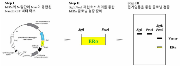 hERα의 N-말단에 NLuc 유전자가 융합된 NanoBRET 벡터의 제작 전략 3