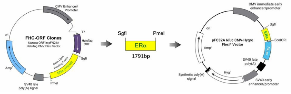 hERα의 C-말단에 NLuc 유전자가 융합된 NanoBRET 벡터의 제작 전략 1