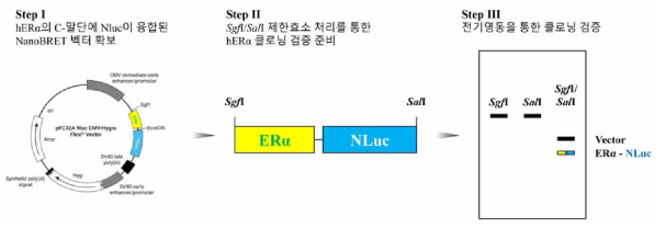 hERα의 C-말단에 NLuc 유전자가 융합된 NanoBRET 벡터의 제작 전략 3