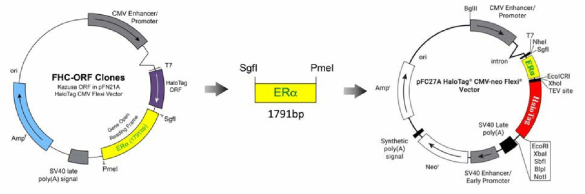hERα의 C-말단에 HT 유전자가 융합된 NanoBRET 벡터의 제작 전략 1