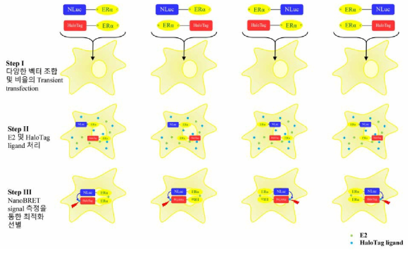 Transient transfection을 통한 NLuc 및 HT과 ERα의 최적 조합 및 도입 비율 선별 실험 모식도