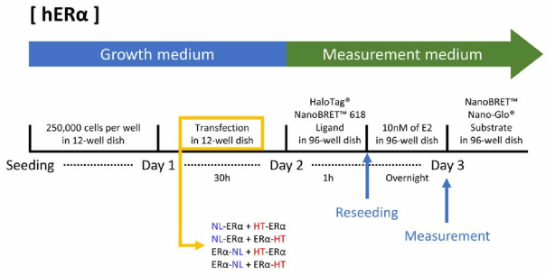 hERα NanoBRET 최적 조합 실험 timetable