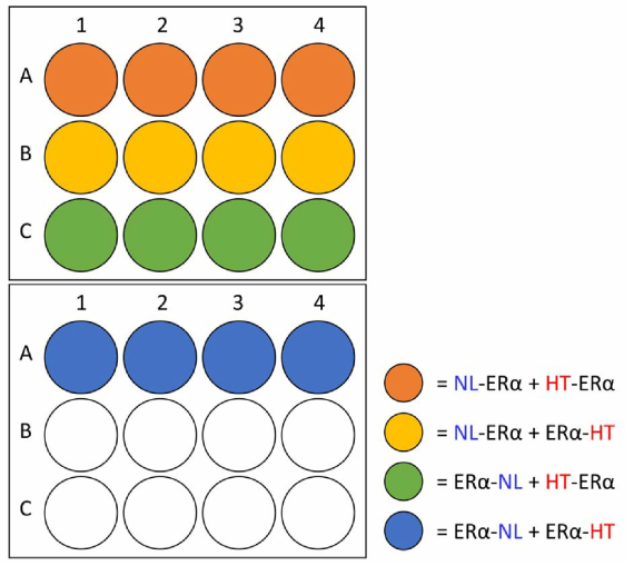 hERα NanoBRET 최적 조합 실험을 위한 transient transfection plate 디자인