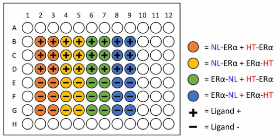 hERα NanoBRET 최적 조합 실험을 위한 NanoBRET assay plate 디자인