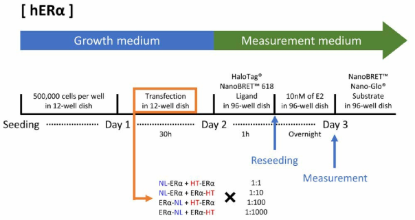 hERα NanoBRET 최적 조합 및 도입 비율 실험 timetable