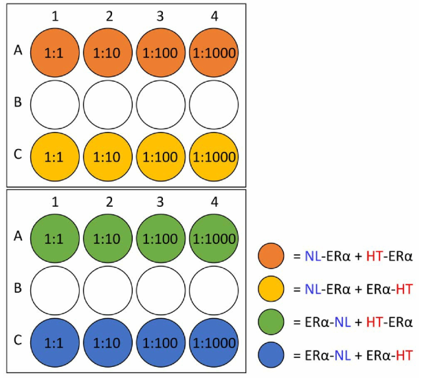 hERα NanoBRET 최적 조합 및 비율 실험을 위한 transient transfection plate 디자인