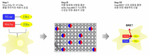 hERα NanoBRET 융합 벡터 영구적 삽입 안정화 세포주 구축 전략