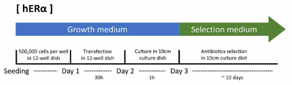 hERα NanoBRET 융합 벡터 영구적 삽입 안정화 세포주 구축을 위한 transfection timetable