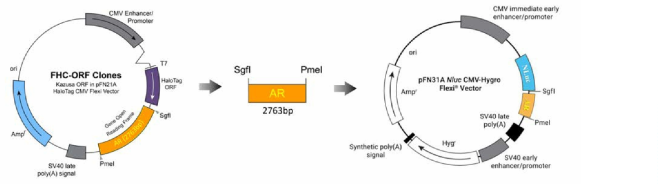 hAR의 N-말단에 NLuc 유전자가 융합된 NanoBRET 벡터의 제작 전략 1