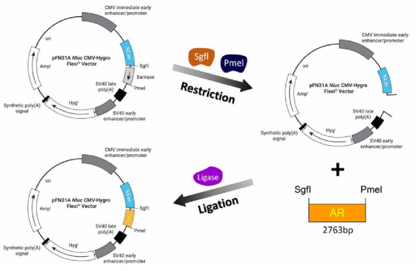 hAR의 N-말단에 NLuc 유전자가 융합된 NanoBRET 벡터의 제작 전략 2