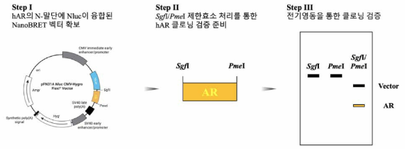 hAR의 N-말단에 NLuc 유전자가 융합된 NanoBRET 벡터의 제작 전략 3