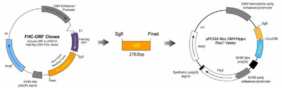 hAR의 C-말단에 NLuc 유전자가 융합된 NanoBRET 벡터의 제작 전략 1