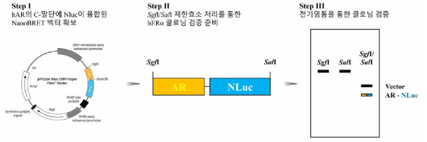 hAR의 C-말단에 NLuc 유전자가 융합된 NanoBRET 벡터의 제작 전략 3