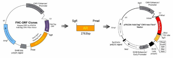 hAR의 N-말단에 HT 유전자가 융합된 NanoBRET 벡터의 제작 전략 1
