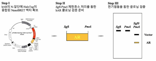 hAR의 N-말단에 HT 유전자가 융합된 NanoBRET 벡터의 제작 전략 3