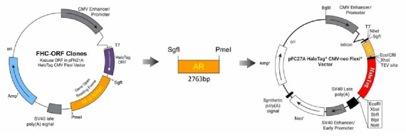 hAR의 C-말단에 HT 유전자가 융합된 NanoBRET 벡터의 제작 전략 1
