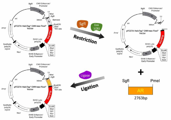 hAR의 C-말단에 HT 유전자가 융합된 NanoBRET 벡터의 제작 전략 2