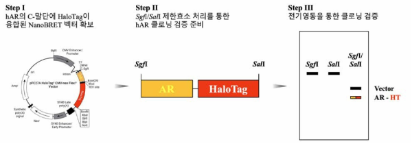 hAR의 C-말단에 HT 유전자가 융합된 NanoBRET 벡터의 제작 전략 3